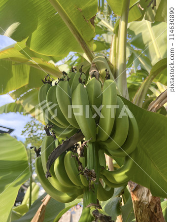 Photographing an outdoor banana tree and growing bananas Photographing an outdoor banana tree and growing bananas 114630890