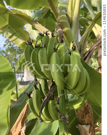 拍攝戶外的香蕉樹與還在生長的香蕉 114630893