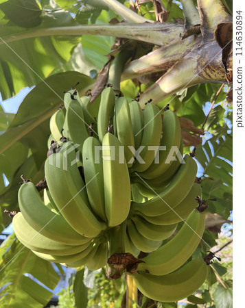 Photographing an outdoor banana tree and growing bananas 114630894