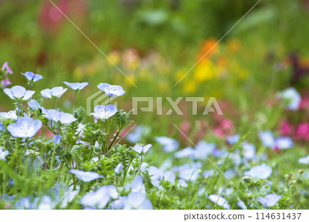 Blue nemophila and colorful flower fields Blue nemophila and colorful flower fields 114631437