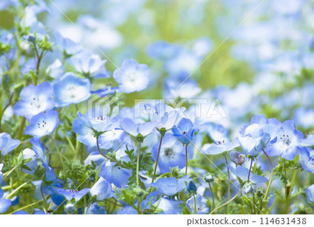 Blue nemophila flower field Blue nemophila flower field 114631438