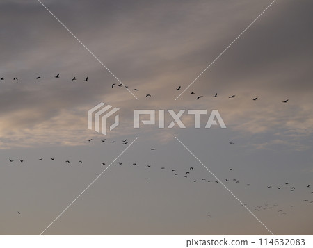 川口市荒川上空飛翔的鸕鶿隊 114632083