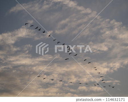 川口市荒川上空飛翔的鸕鶿隊 114632171