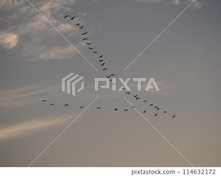 川口市荒川上空飛翔的鸕鶿隊 114632172