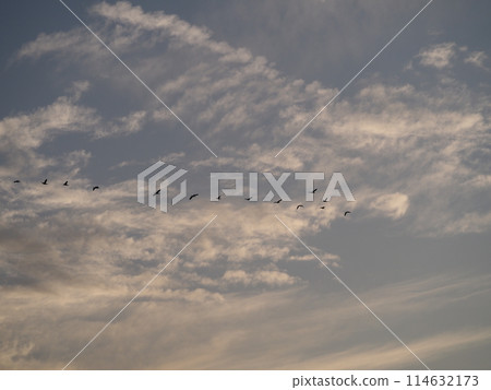 A formation of cormorants flying over the Arakawa River in Kawaguchi City A formation of cormorants flying over the Arakawa River in Kawaguchi City 114632173