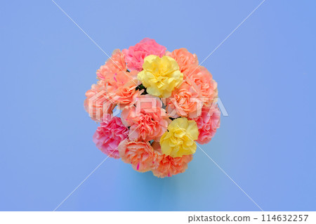藍色背景上的康乃馨 114632257