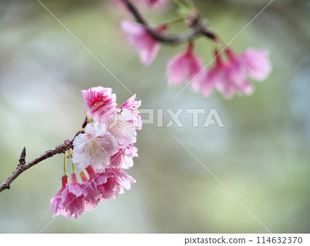 Okinawa's cherry blossoms herald the arrival of spring 114632370