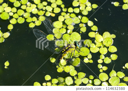 A black-striped dragonfly lays eggs on the roots of the Amazon frogpit (natural light + macro close-up photo) 114632380