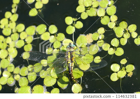 A black-striped dragonfly lays eggs on the roots of the Amazon frogpit (natural light + macro close-up photo) 114632381