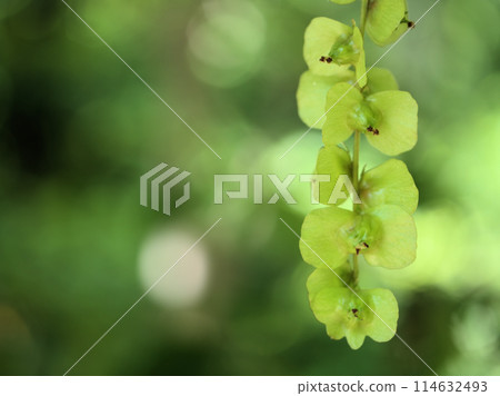 Sawagurumi fruits begin to appear in May, when the new green leaves come out. Sawagurumi fruits begin to appear in May, when the new green leaves come out. 114632493