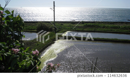 日本海、鄉村、鐵軌、花 114632636