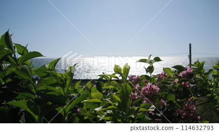 The Sea of Japan and Weigela flowers 114632793