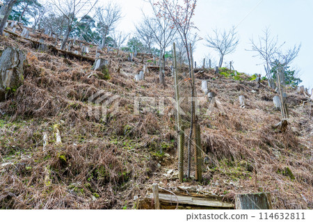 Yoshino Town, Nara Prefecture: Netting to prevent pests from being installed on cherry tree seedlings Yoshino Town, Nara Prefecture: Netting to prevent pests from being installed on cherry tree seedlings 114632811