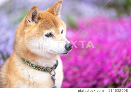 Shiba Inu playing in a flowering field Shiba Inu on the background of moss pinks Shiba Inu playing in the park Cute Shiba Inu Shiba Inu playing in a flowering field Shiba Inu on the background of moss pinks Shiba Inu playing in the park Cute Shiba Inu 114632908