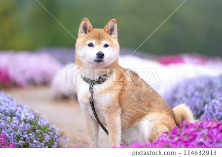 柴犬在盛開的花朵的田野裡玩耍，在苔蘚福祿考的背景下，可愛的柴犬在公園裡玩耍。 114632913