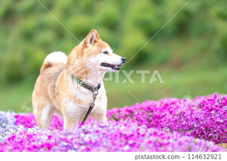 柴犬在盛開的花朵的田野裡玩耍,在苔蘚福祿考的背景下,可愛的柴犬在公園裡玩耍。 柴犬在盛開的花朵的田野裡玩耍,在苔蘚福祿考的背景下,可愛的柴犬在公園裡玩耍。 114632921