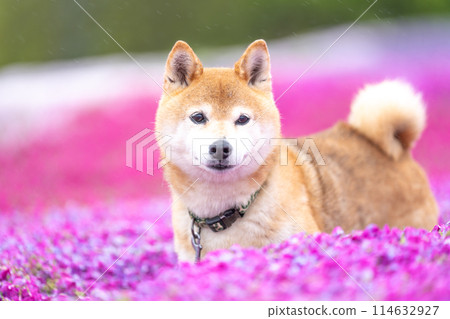 柴犬在盛開的花朵的田野裡玩耍,在苔蘚福祿考的背景下,可愛的柴犬在公園裡玩耍。 柴犬在盛開的花朵的田野裡玩耍,在苔蘚福祿考的背景下,可愛的柴犬在公園裡玩耍。 114632927