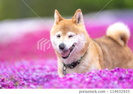 柴犬在盛開的花朵的田野裡玩耍，在苔蘚福祿考的背景下，可愛的柴犬在公園裡玩耍。 114632935