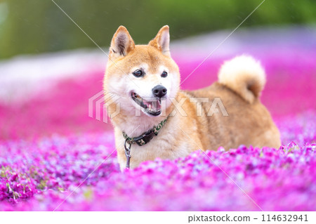 柴犬在盛開的花朵的田野裡玩耍,在苔蘚福祿考的背景下,可愛的柴犬在公園裡玩耍。 柴犬在盛開的花朵的田野裡玩耍,在苔蘚福祿考的背景下,可愛的柴犬在公園裡玩耍。 114632941