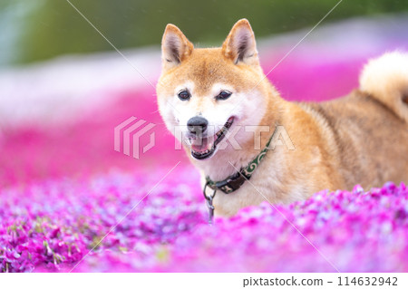 Shiba Inu playing in a flowering field Shiba Inu on the background of moss pinks Shiba Inu playing in the park Cute Shiba Inu 114632942