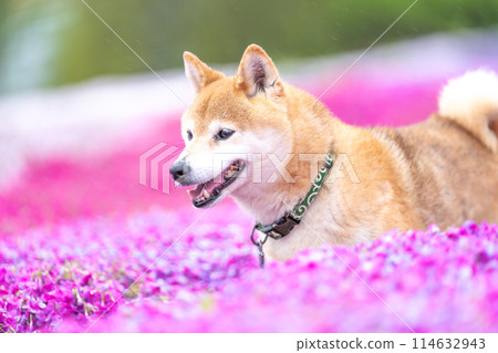 柴犬在盛開的花朵的田野裡玩耍，在苔蘚福祿考的背景下，可愛的柴犬在公園裡玩耍。 114632943