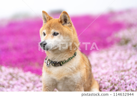 柴犬在盛開的花朵的田野裡玩耍,在苔蘚福祿考的背景下,可愛的柴犬在公園裡玩耍。 柴犬在盛開的花朵的田野裡玩耍,在苔蘚福祿考的背景下,可愛的柴犬在公園裡玩耍。 114632944