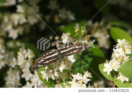 小美筋蝴蝶從日本扁柏的白花中吸取花蜜(自然光、閃光燈、微距鏡頭特寫) 小美筋蝴蝶從日本扁柏的白花中吸取花蜜(自然光、閃光燈、微距鏡頭特寫) 114633020