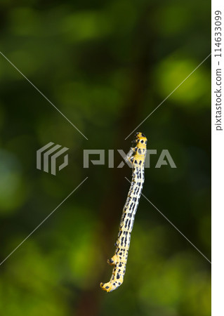 A hanging larva of a broad-banded dragonfly geometrie climbing a thin thread (natural light + macro close-up photo) 114633099