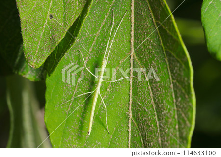 A green stick bug larva mimicking a large green leaf (natural light + strobe, macro close-up) 114633100