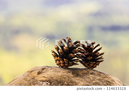 Two Pinecones on Rock Two Pinecones on Rock 114633328