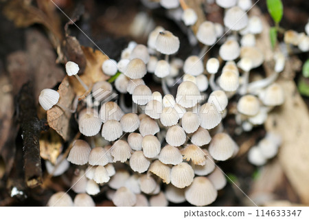 Cute Columbine mushrooms growing in the gaps of dark rotten wood (close-up with natural light, strobe and macro lens) Cute Columbine mushrooms growing in the gaps of dark rotten wood (close-up with natural light, strobe and macro lens) 114633347