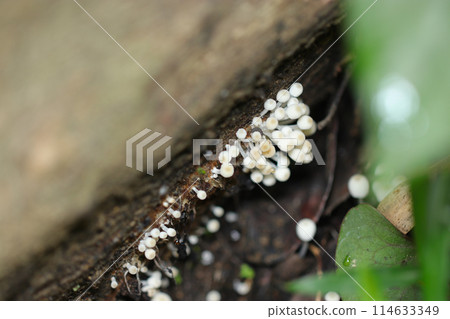 Pale-skinned baby Columbine mushrooms growing in the gaps of dark rotten wood (close-up with natural light, strobe and macro lens) 114633349