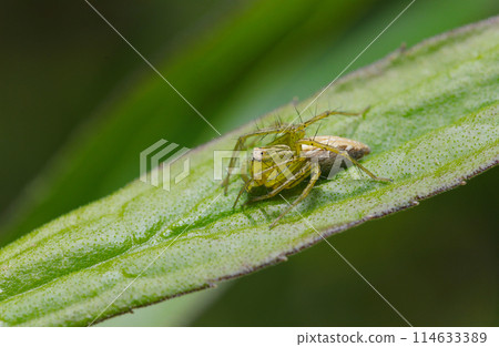 Female grass spider on a leaf (natural light + strobe, macro close-up) 114633389