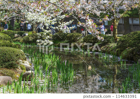 Spring scenery of the curved stream at Kenrokuen Garden in Kanazawa 114633391