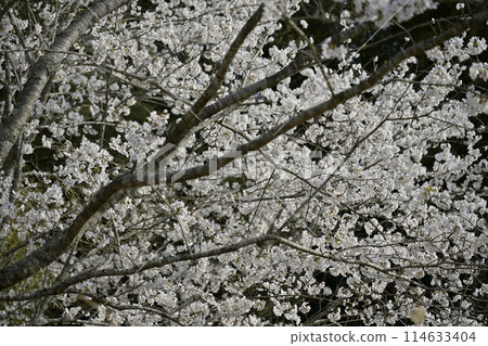 Cherry blossom 114633404