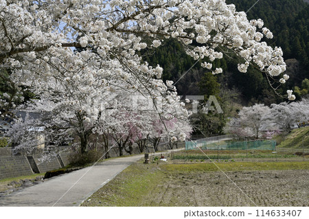Cherry blossom 114633407