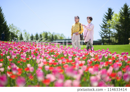 一對老夫婦在盛開的鬱金香田裡觀光 114633414
