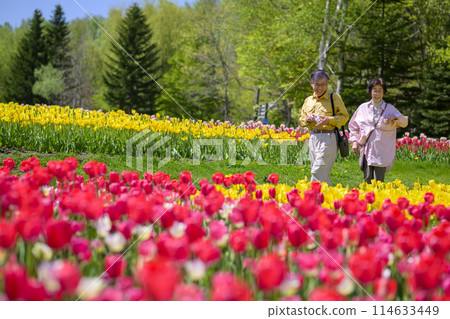 一對老夫婦在盛開的鬱金香田裡觀光 一對老夫婦在盛開的鬱金香田裡觀光 114633449