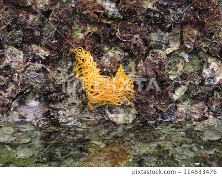 Sea slug eggs clinging to the ocean wall Sea slug eggs clinging to the ocean wall 114633476