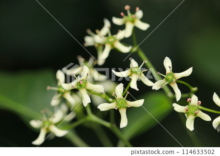 Primitive Mayumi flowers in the forest 114633502