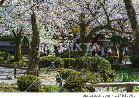 Spring scenery of Kenrokuen Garden, Kanazawa Spring scenery of Kenrokuen Garden, Kanazawa 114633503