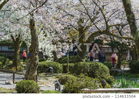 Spring scenery of Kenrokuen Garden, Kanazawa 114633504