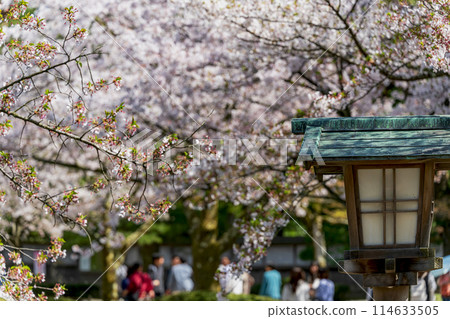 金澤兼六園的春天景色 114633505