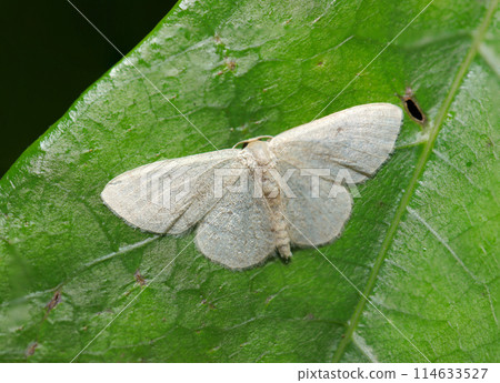A ghostly white-grey giant lemur moth (close-up with natural light, strobe and macro lens) A ghostly white-grey giant lemur moth (close-up with natural light, strobe and macro lens) 114633527