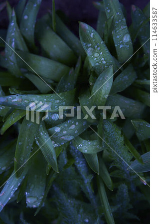 drops of water on long and wide leaves after rain 114633587