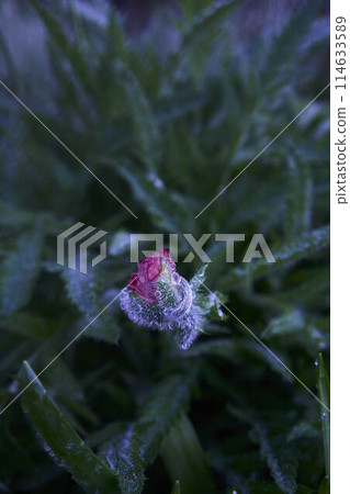 the leaves and buds of the poppy are covered with dew and water droplets after the rain 114633589
