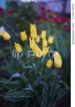wilting tulips covered with water drops after rain wilting tulips covered with water drops after rain 114633605