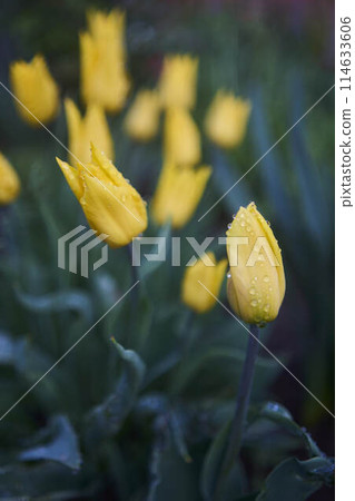 wilting tulips covered with water drops after rain 114633606