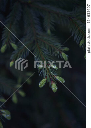 new twigs grow on a coniferous tree 114633607