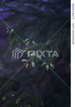 new twigs grow on a coniferous tree 114633608